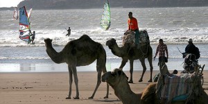 essaouira-dromadaire