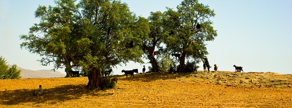 Huile d'Argan