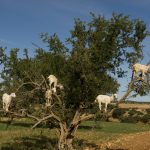 Cabras en los árboles