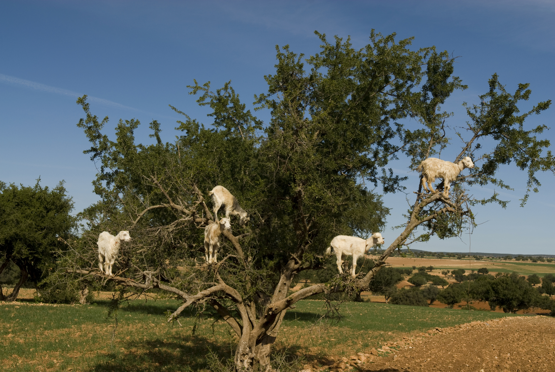 Cabras en los árboles